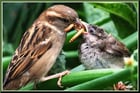 주식 초보인데 공부는 너무 귀찮아요 🐦