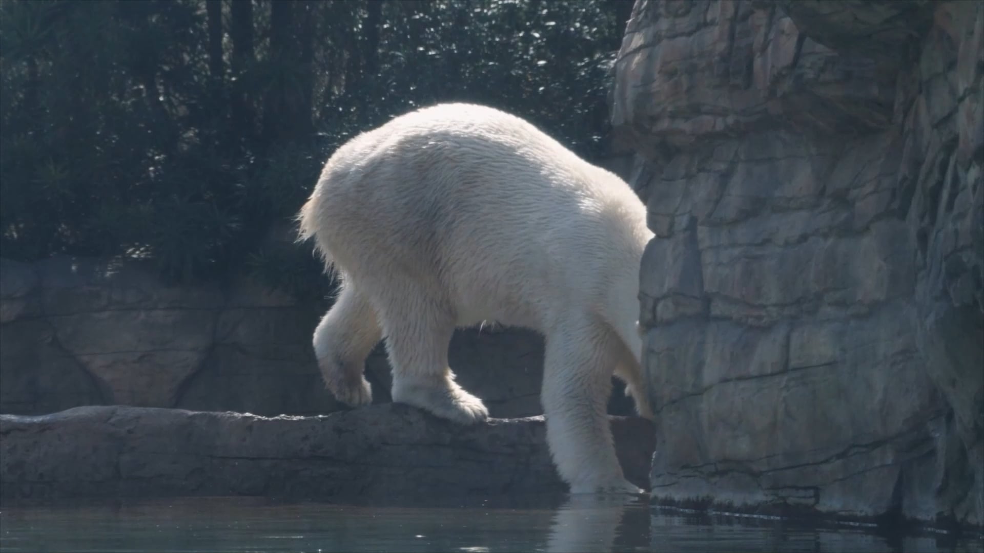 매일 이야기되는 베어마켓, 그 진짜 유래는? 🐻